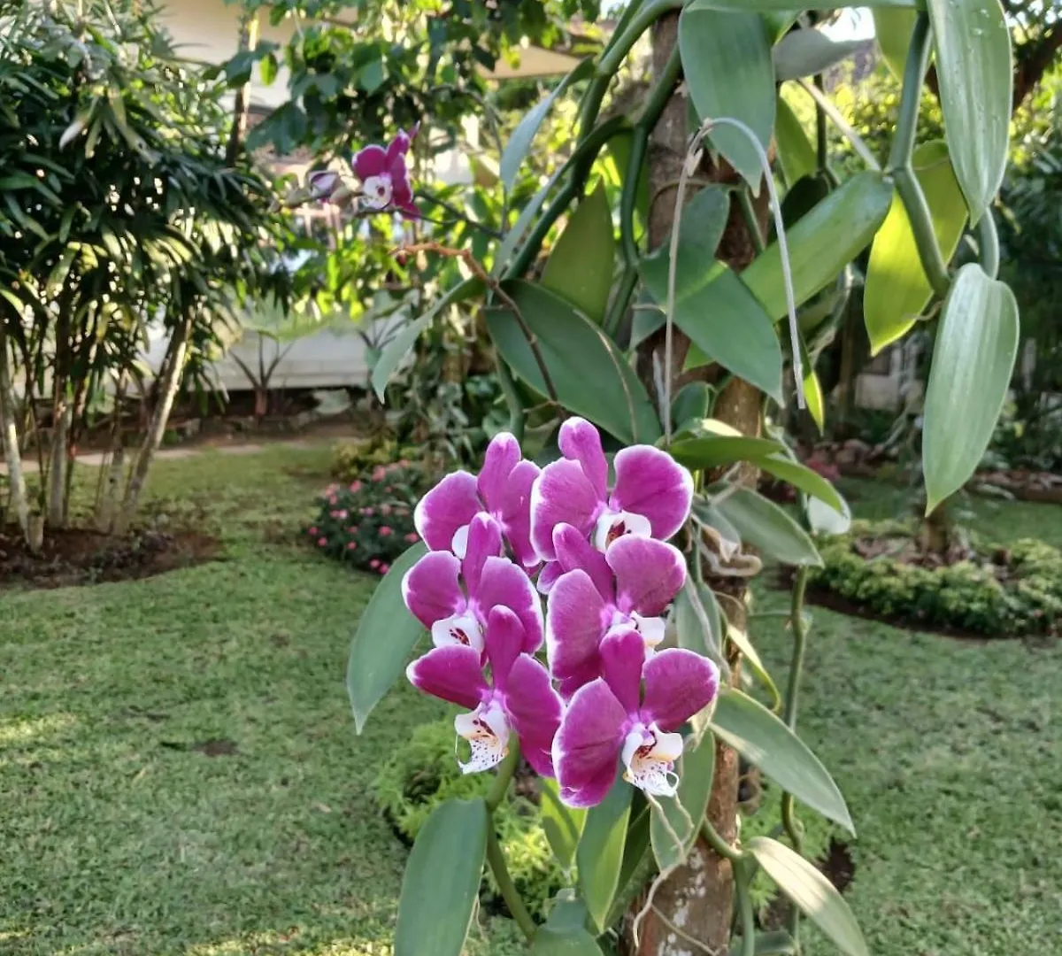 Puri Amartha Lägenhet Ubud